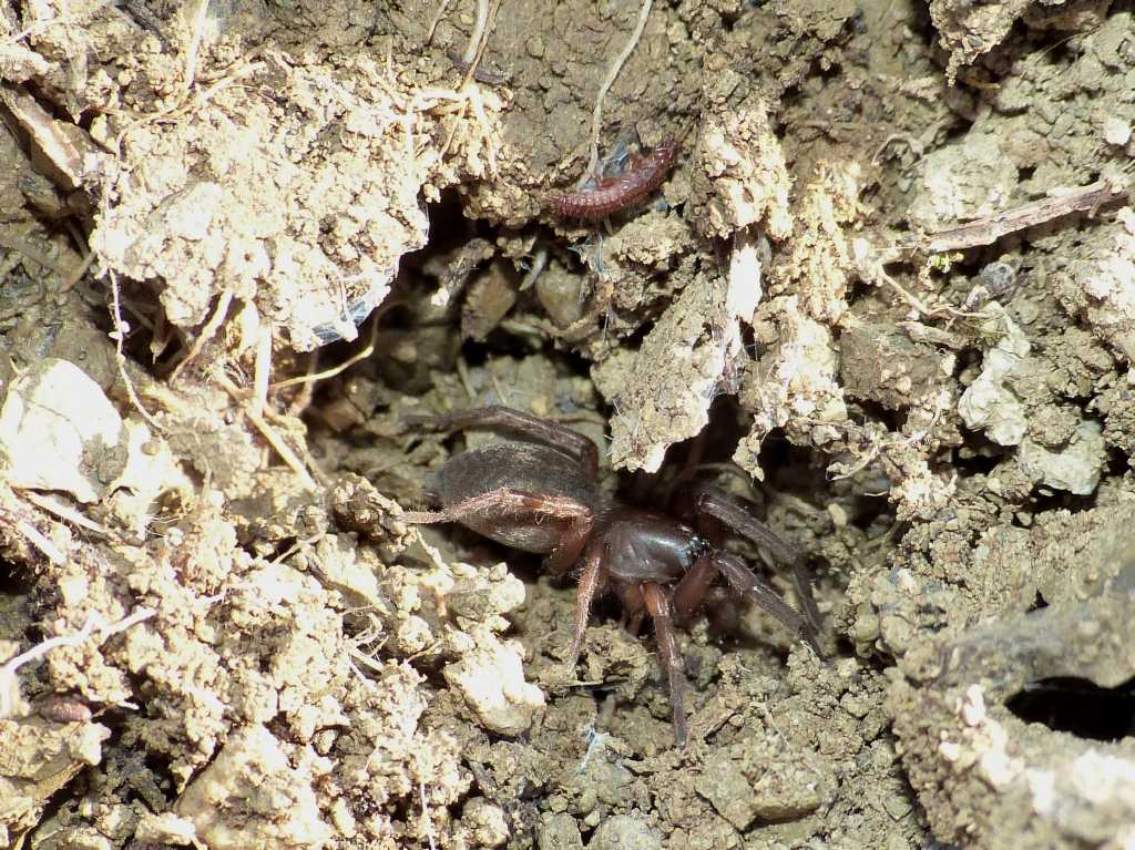 Haplodrassu signifer - S. Severa (RM)